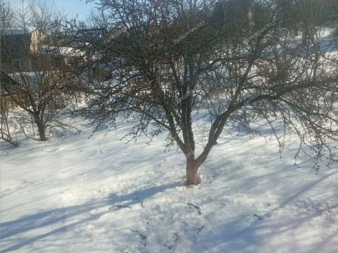 dacha-snt-druzhba-snt-druzhba фото