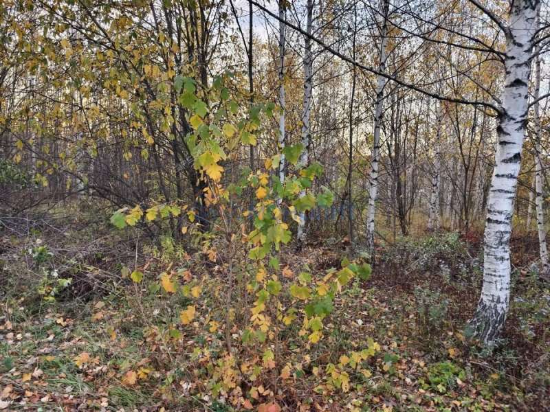 земельный участок 45 соток Солнечная улица село Новые Ключищи