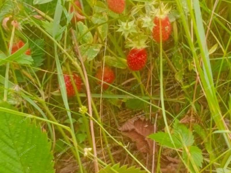 дом на Клубная деревня Новая