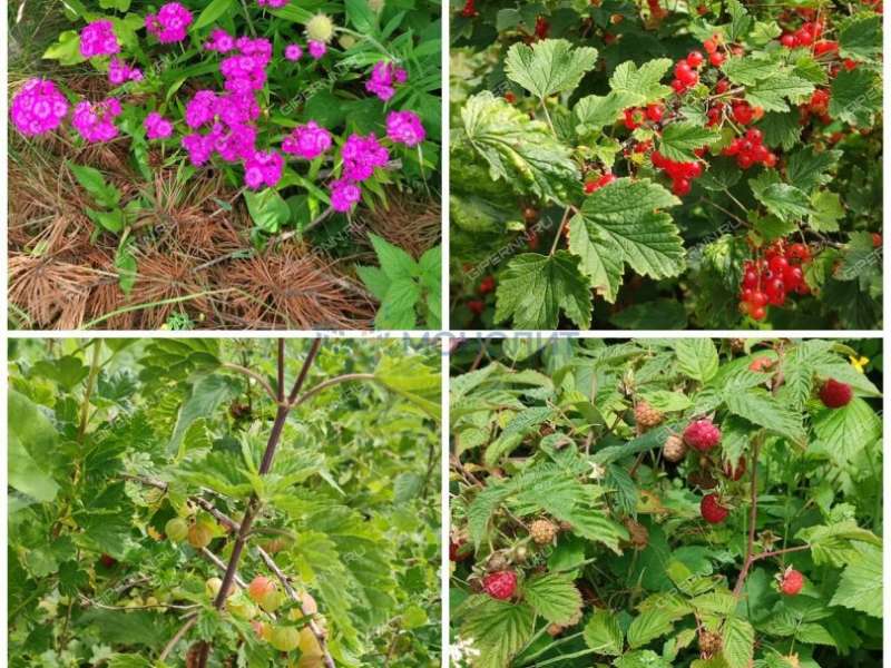 дача на СНТ Тюльпан деревня Лапшиха