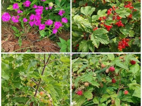 dacha-derevnya-lapshiha-dalnekonstantinovskiy-rayon фото
