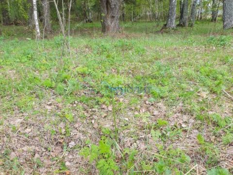 selo-ostankino-gorodskoy-okrug-bor фото