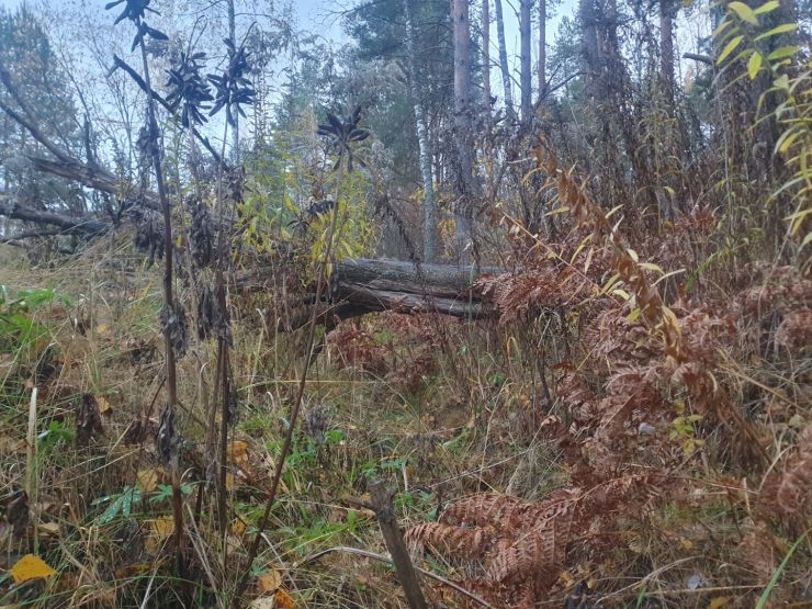 Ямы на месте раскопок уже почти незаметны. Фото: Ксения Ражева