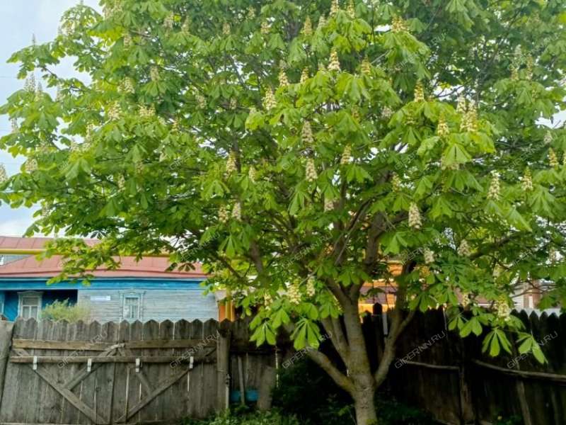 дом на Советской улице село Бармино