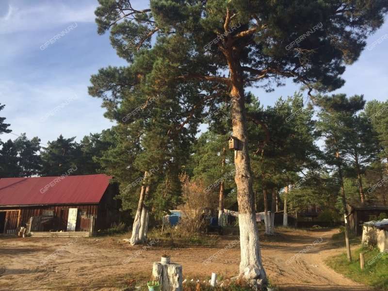 Поселок чистое нижегородской. Поселок чистое Борское. Поселок чистое Борское Нижегородская область.